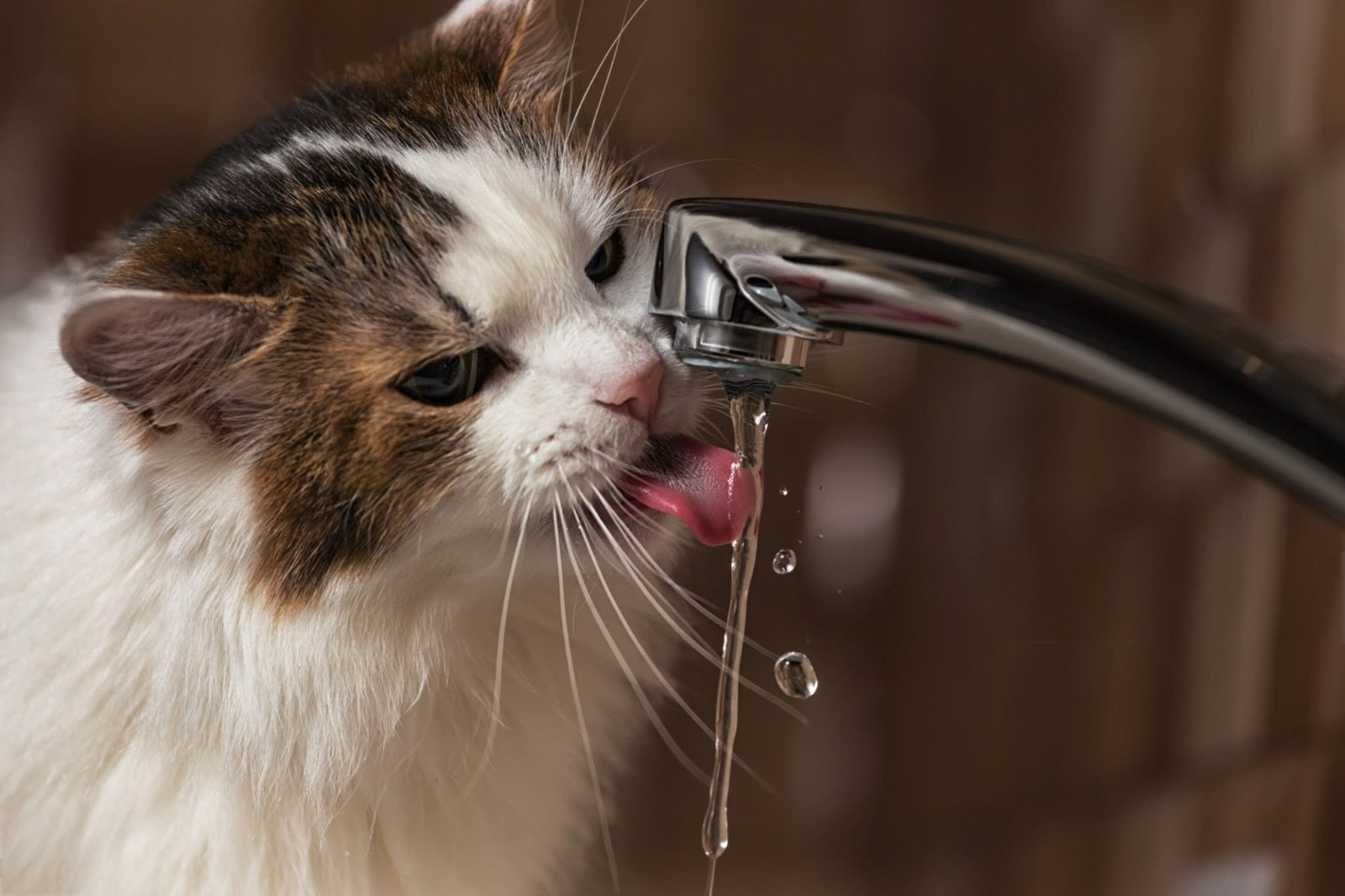 Idratazione nei gatti: perché l'acqua è fondamentale