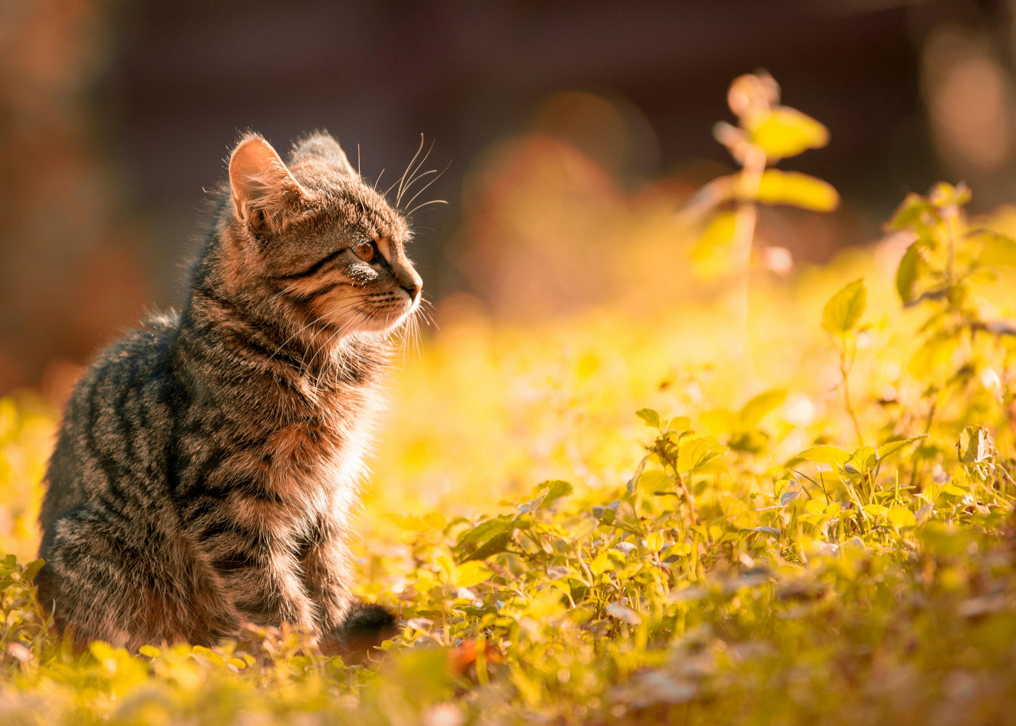 Salute e benessere del gatto