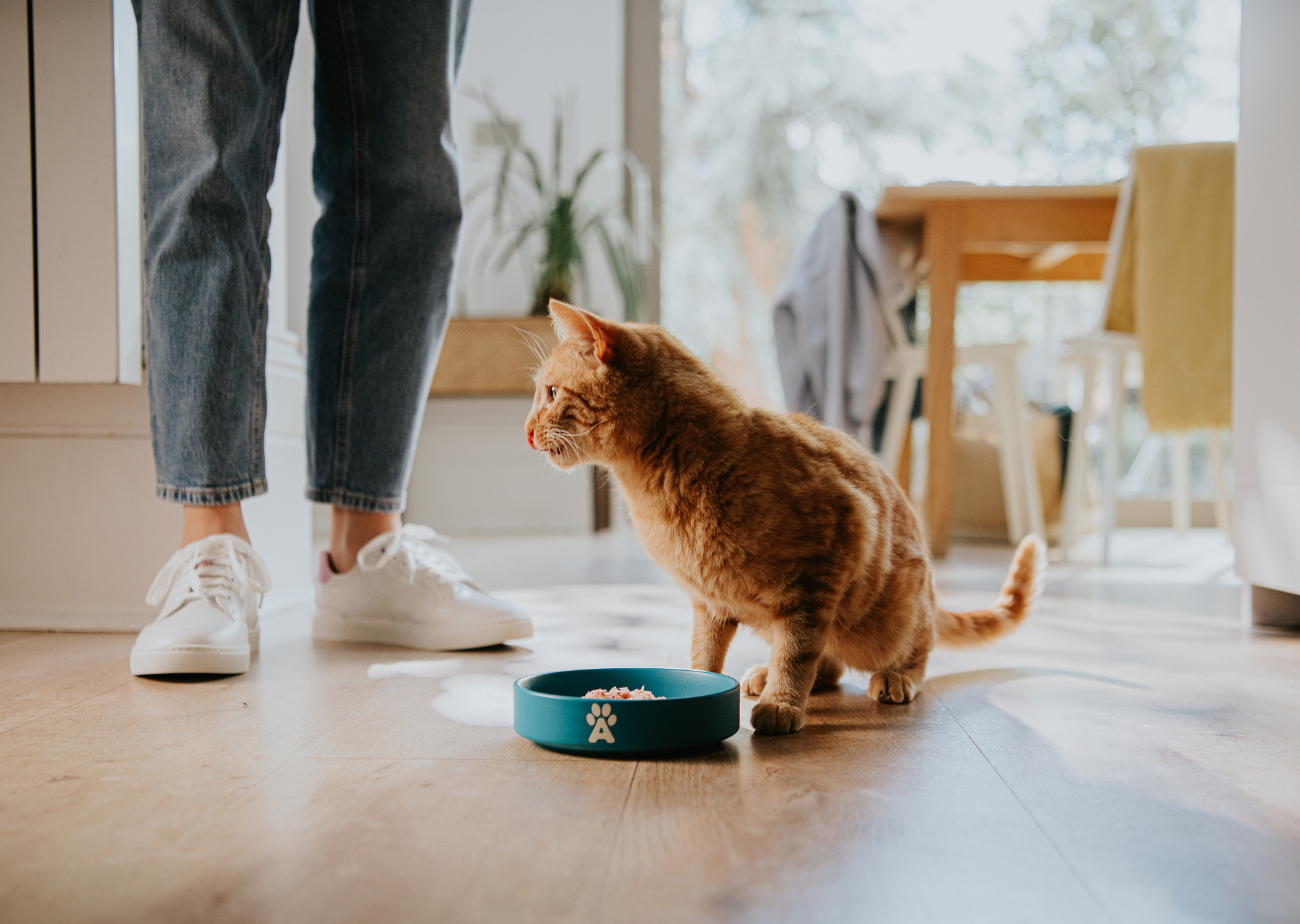 Applaws è davvero naturale? Verità e miti dietro il pet food 'senza segreti