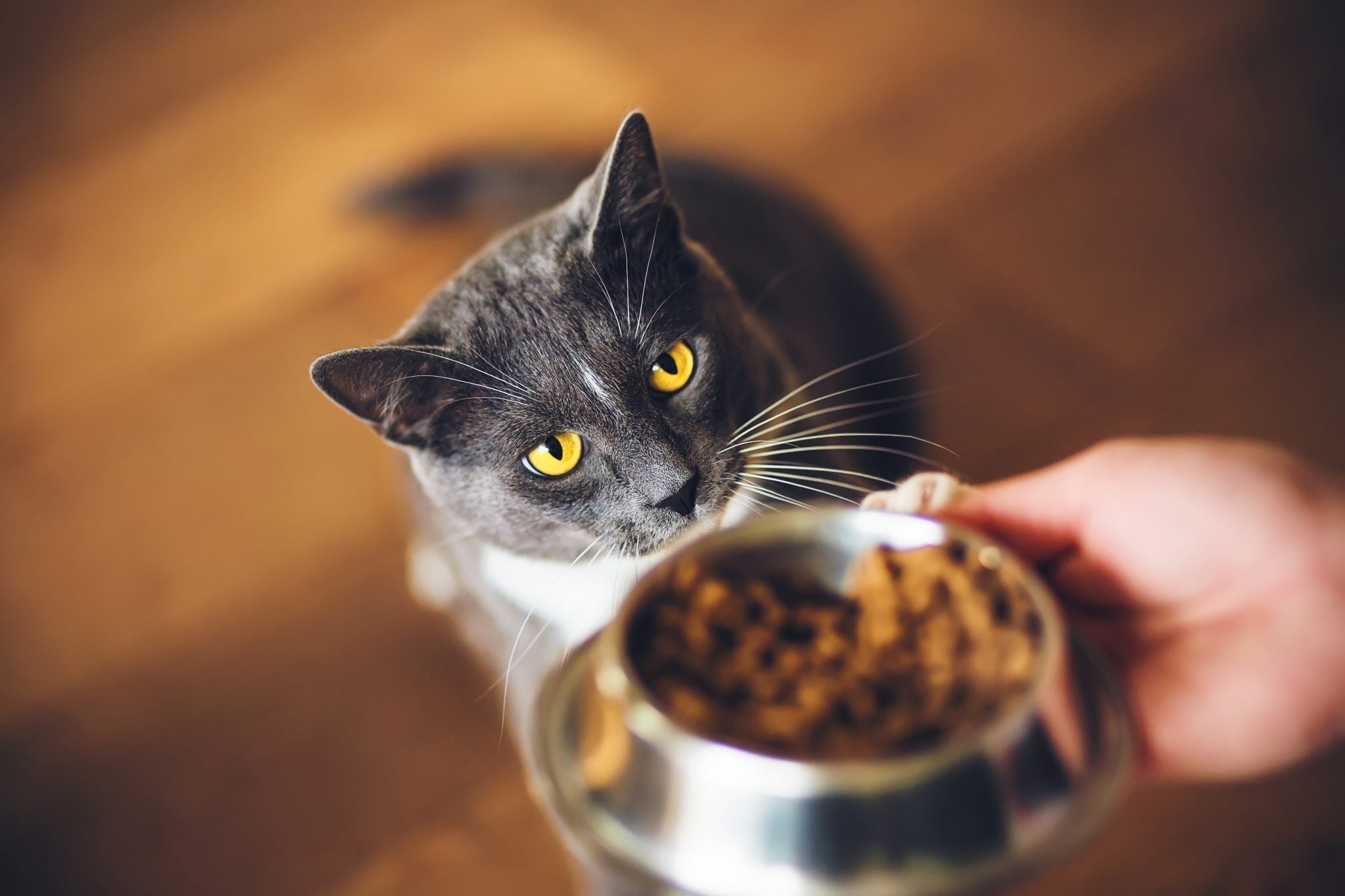 Grain-free: moda o necessità?