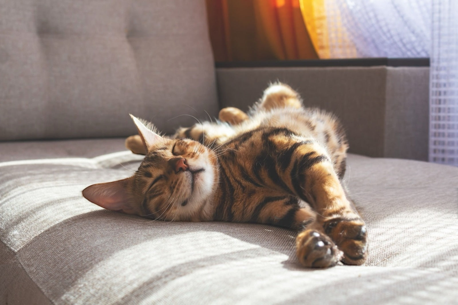 Come integrare Applaws nella dieta del tuo gatto: guida pratica per tutte le razze