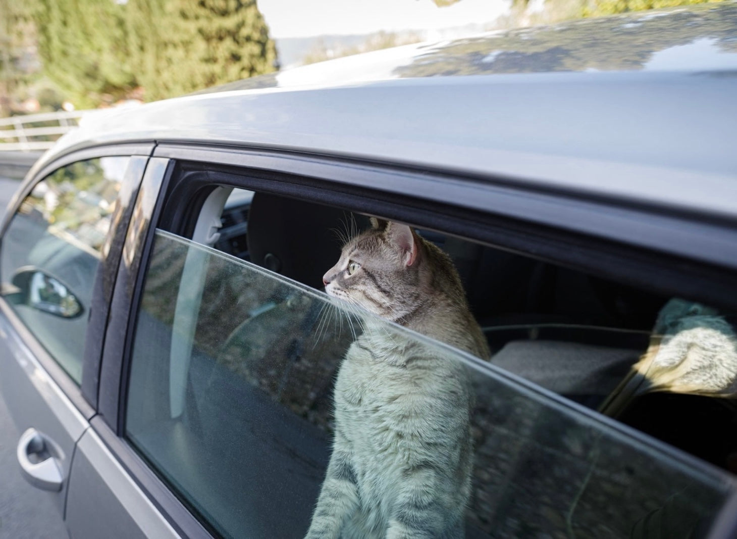 Vacanze e gatti: meglio portarli o lasciarli a casa?