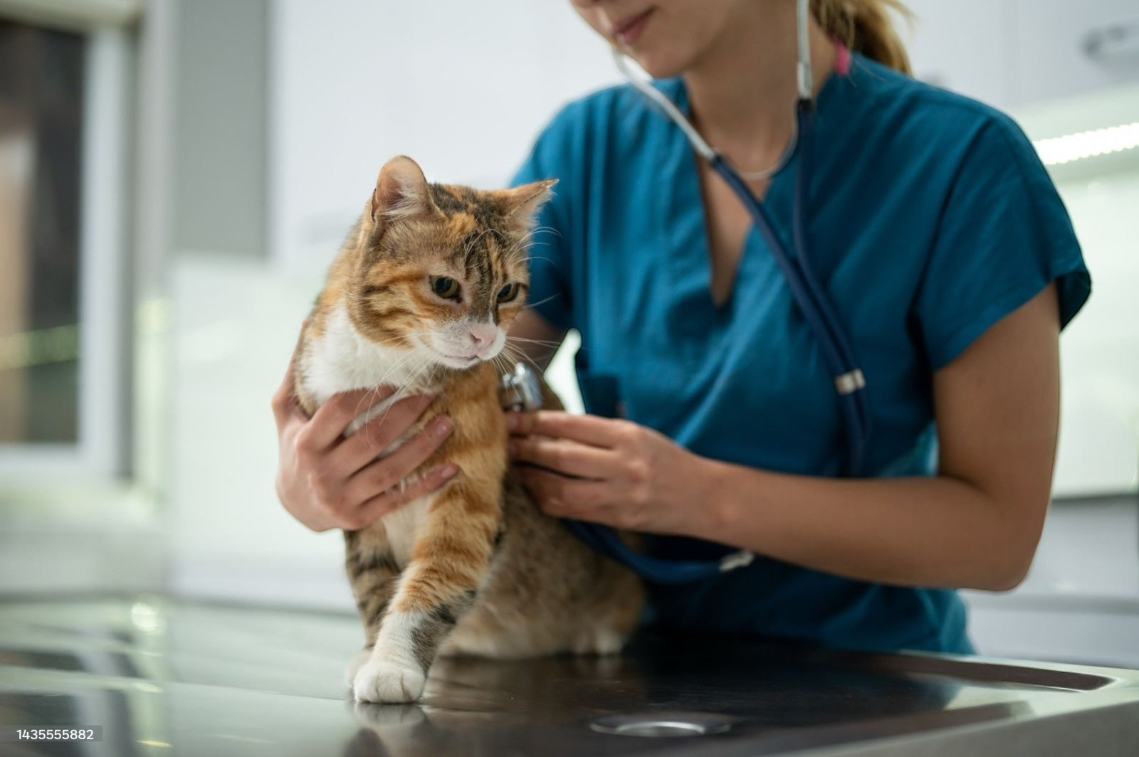 Prevenzione veterinaria: la chiave per un gatto sano e felice