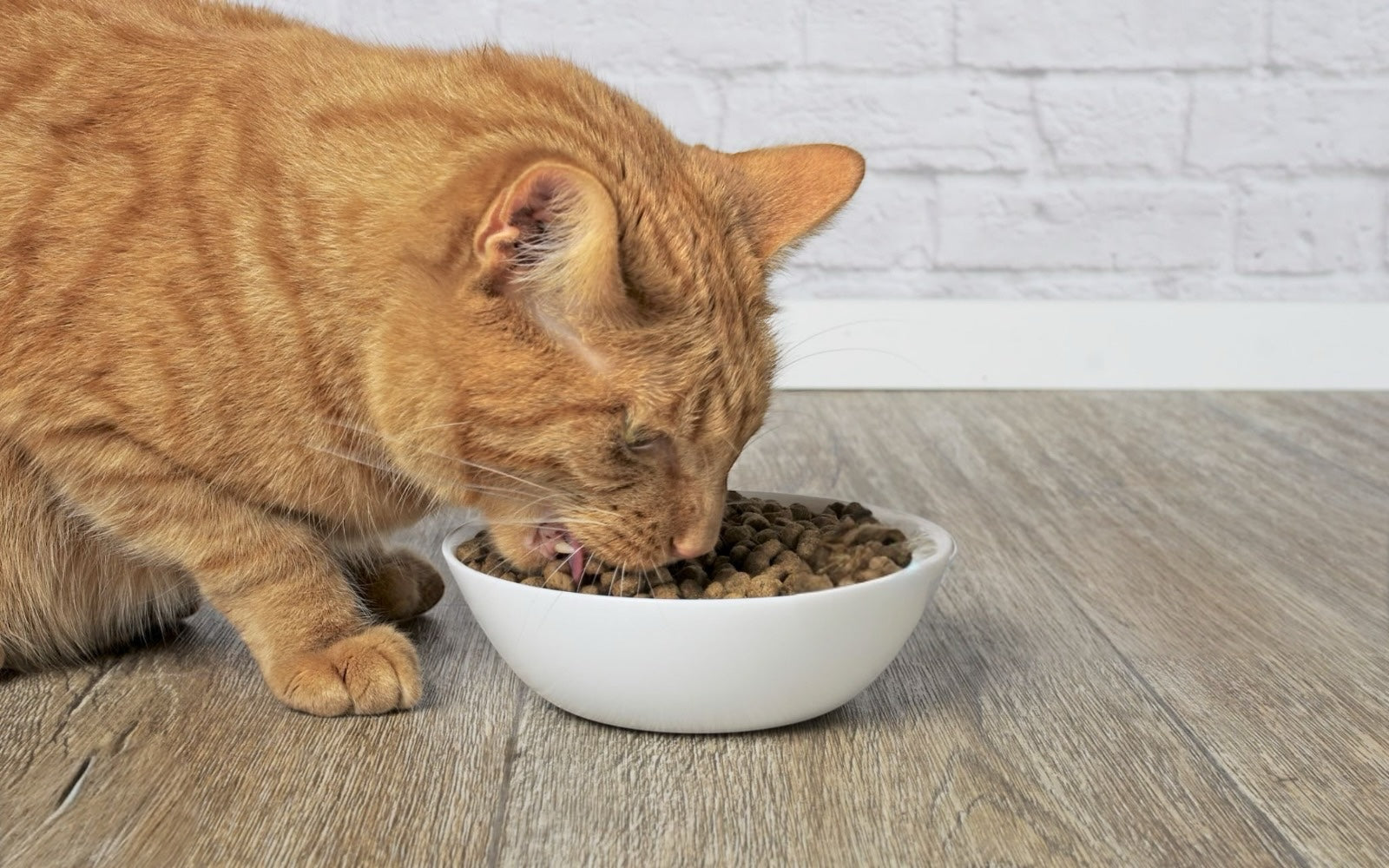 Differenza tra umido e secco: quale scegliere per il tuo gatto?