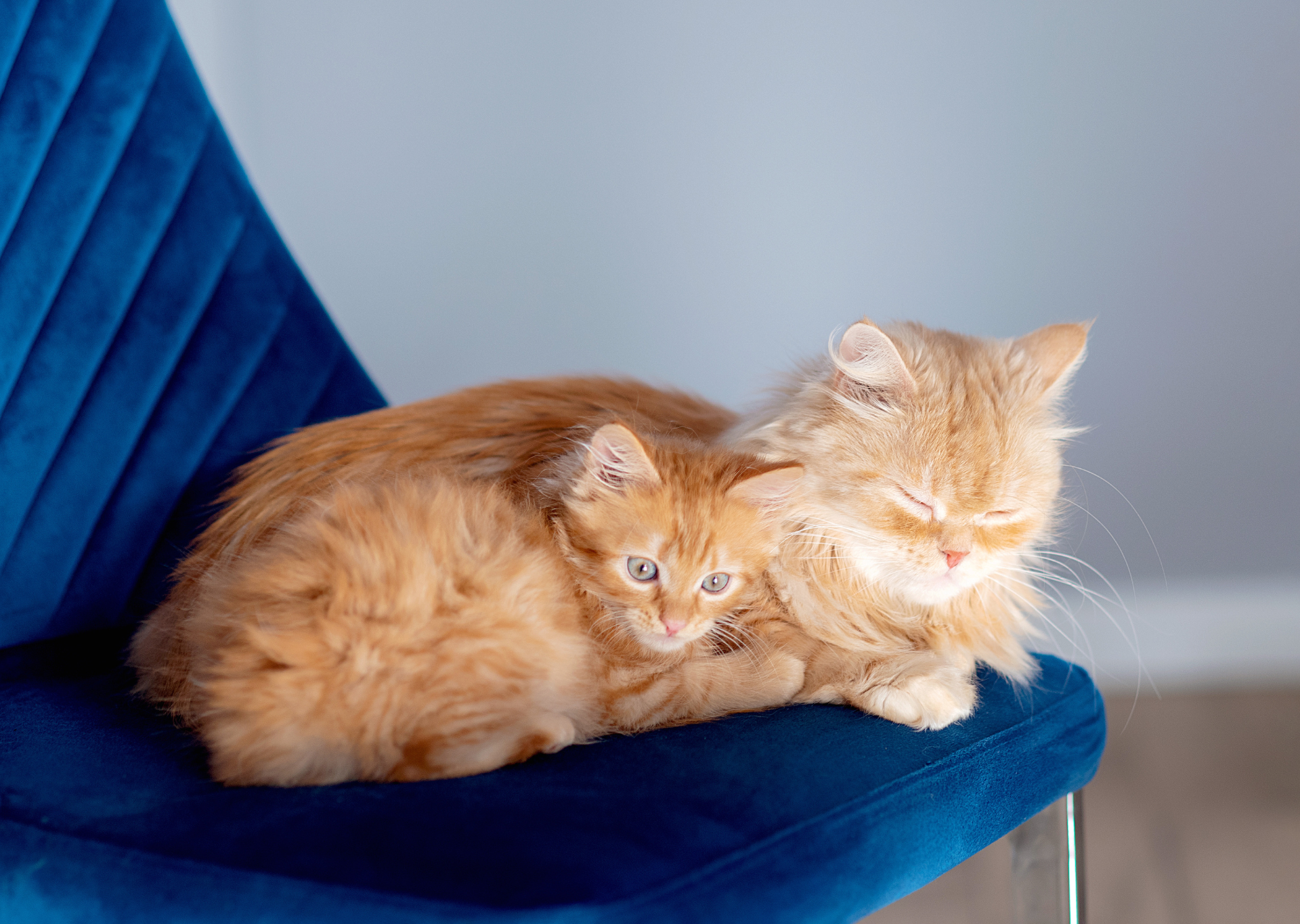 A che età i gattini possono lasciare la mamma?