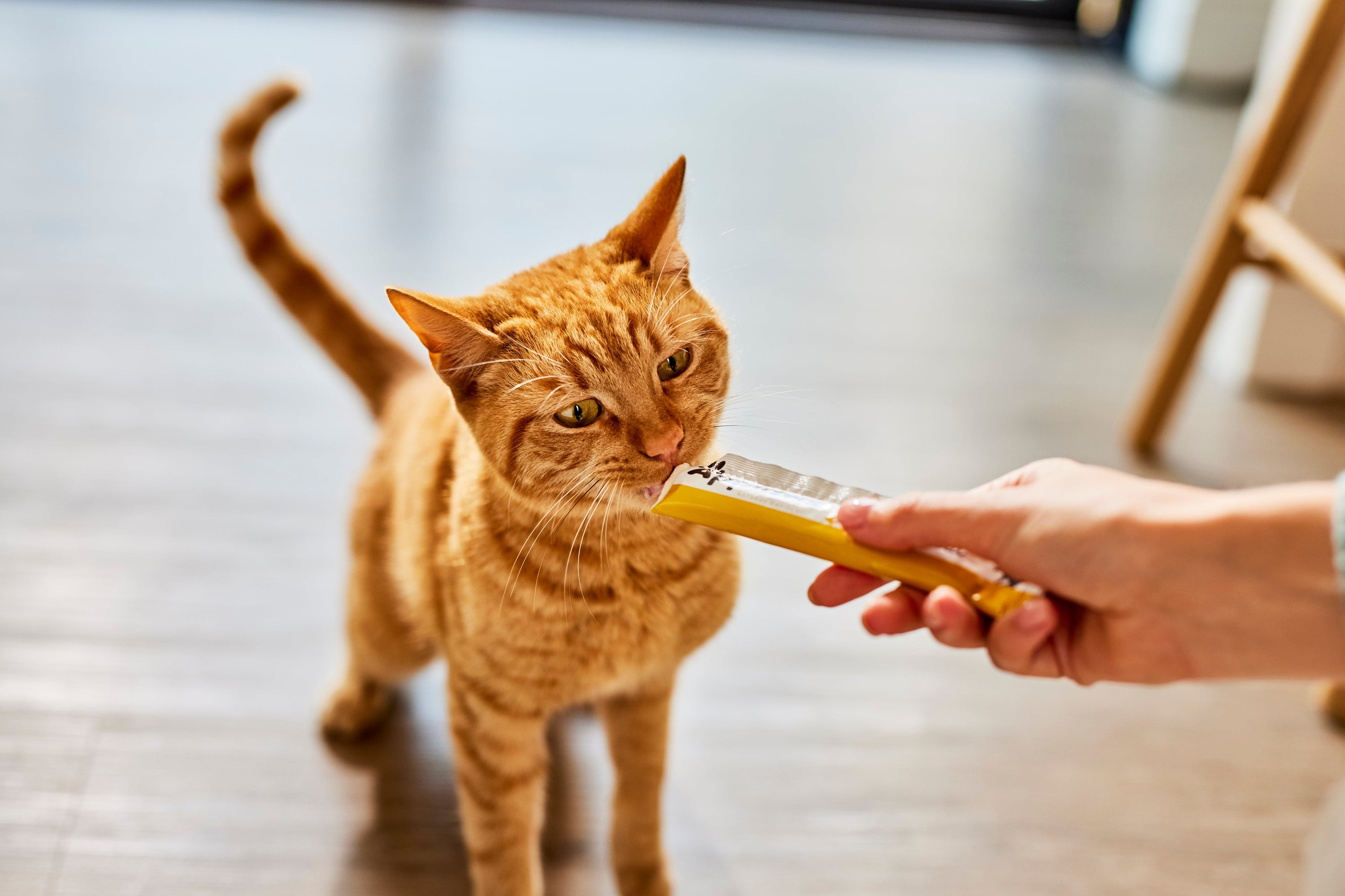 Domande frequenti sui gattini: Tutto quello che c'è da sapere sui gattini