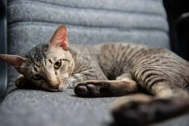 Quali sono i segnali che il tuo gatto ha bisogno di un amico?