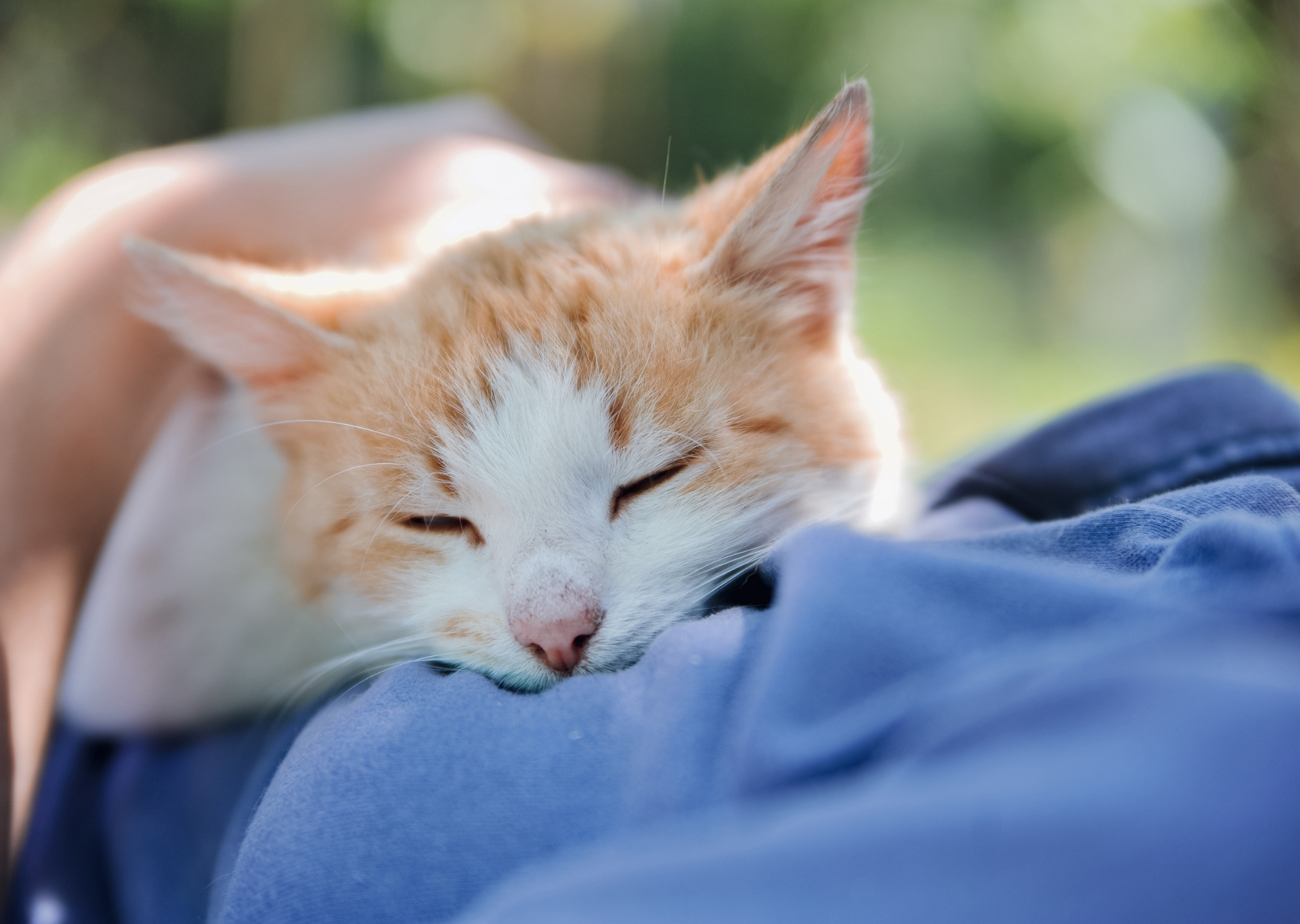 Perché il mio gatto dorme sul mio petto?