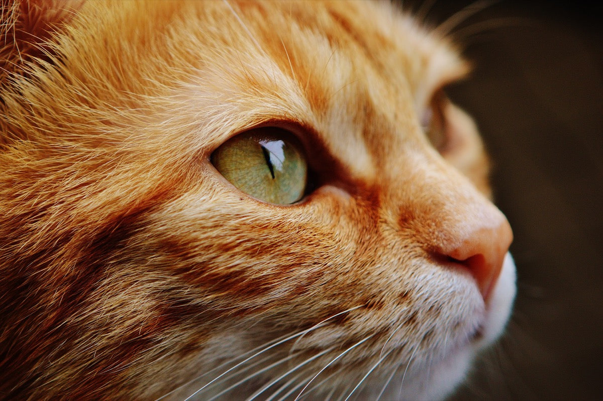 Gatti anziani: accorgimenti per una vita serena