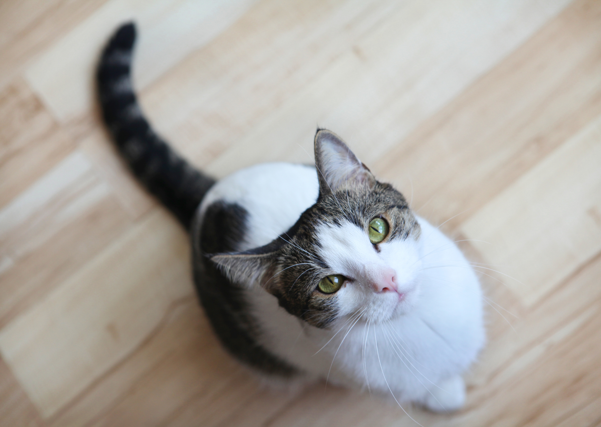 La coda di un gatto può cadere?