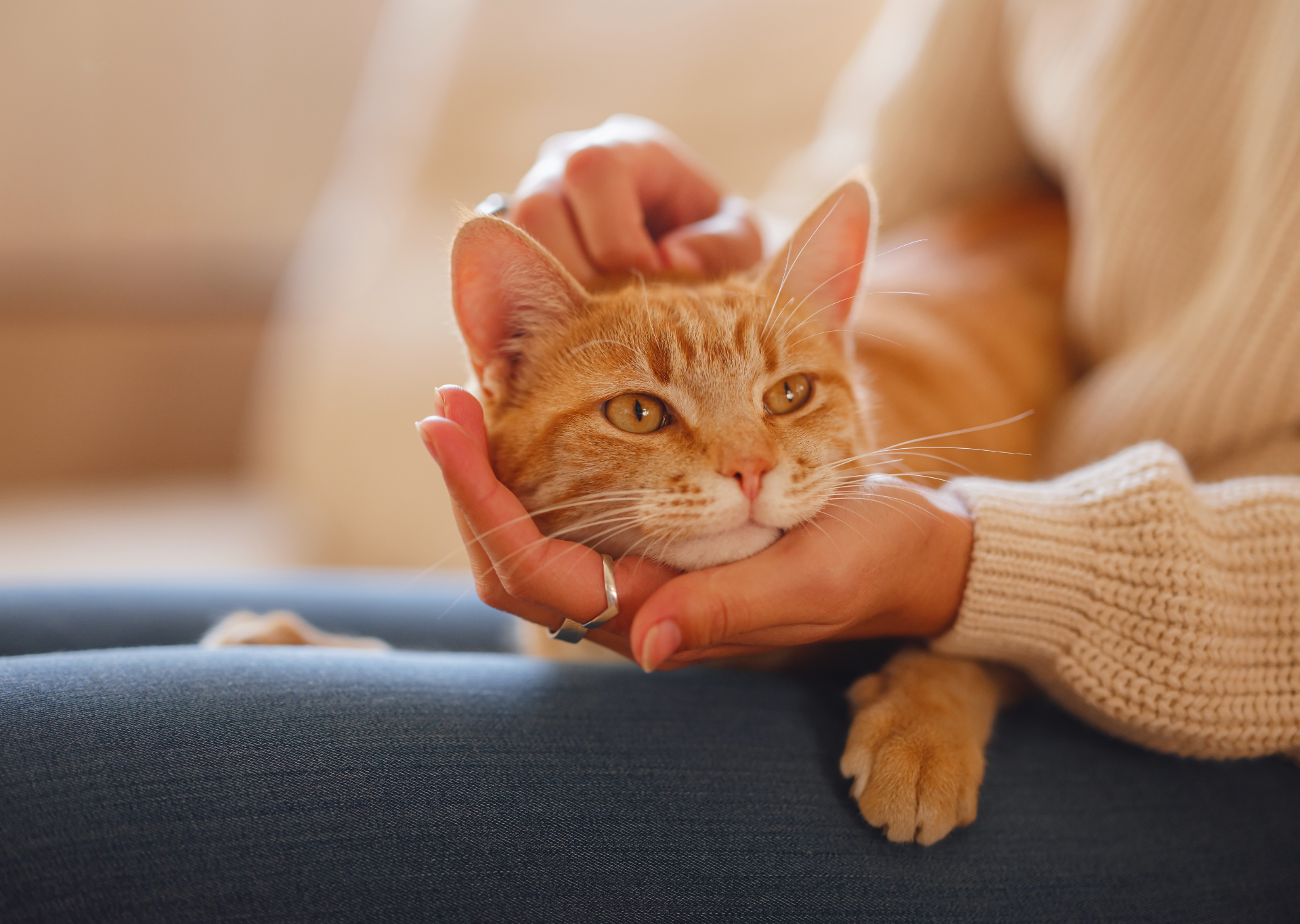 Come mantenere il tuo gatto in salute in ogni fase della vita