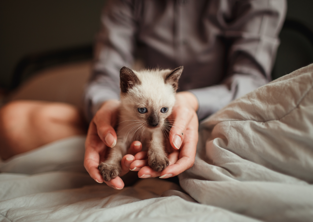 FAQ sui gattini: tutto quello che devi sapere sui cuccioli di gatto